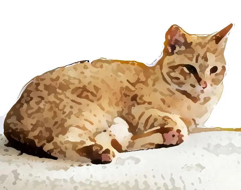 Computer pet portraits